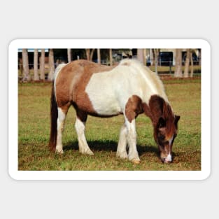 American Paint Horse Sticker